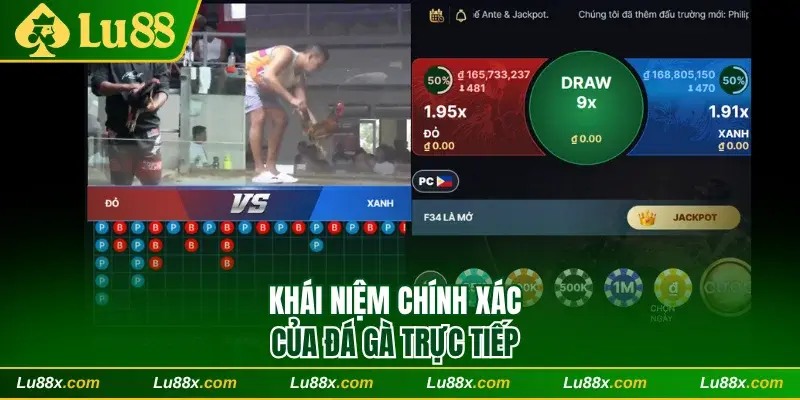 Khái niệm chính xác của đá gà trực tiếp