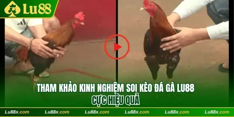 Tham khảo kinh nghiệm soi kèo đá gà Lu88 hiệu quả